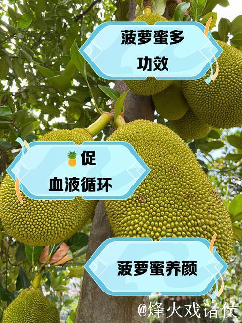 了解“菠萝蜜视频网页版”:全方位探索与体验 了解“菠萝蜜视频网页版”:全方位探索与体验